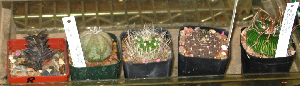 A row of my small cacti